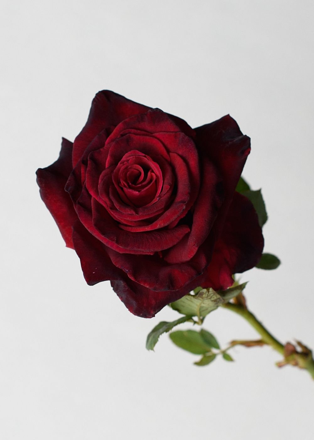 Black Baccara® Rose Bare Root - Menagerie Farm & Flower