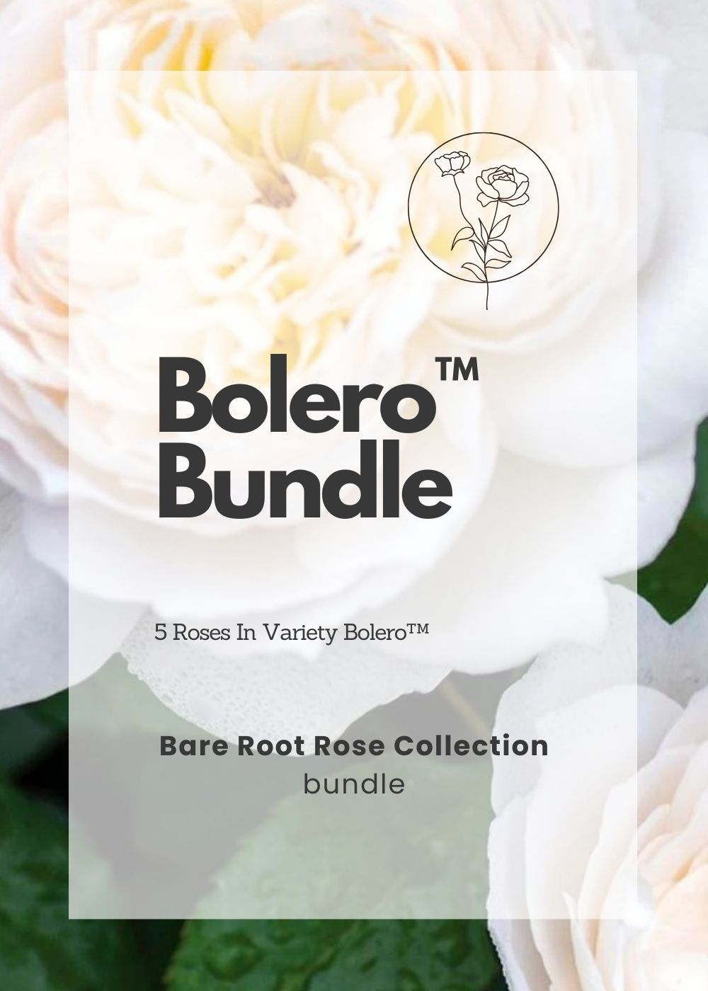 Bolero™ Bare Root Rose Cooler Cleanout Bundle of 5 Roses - Menagerie Farm & Flower