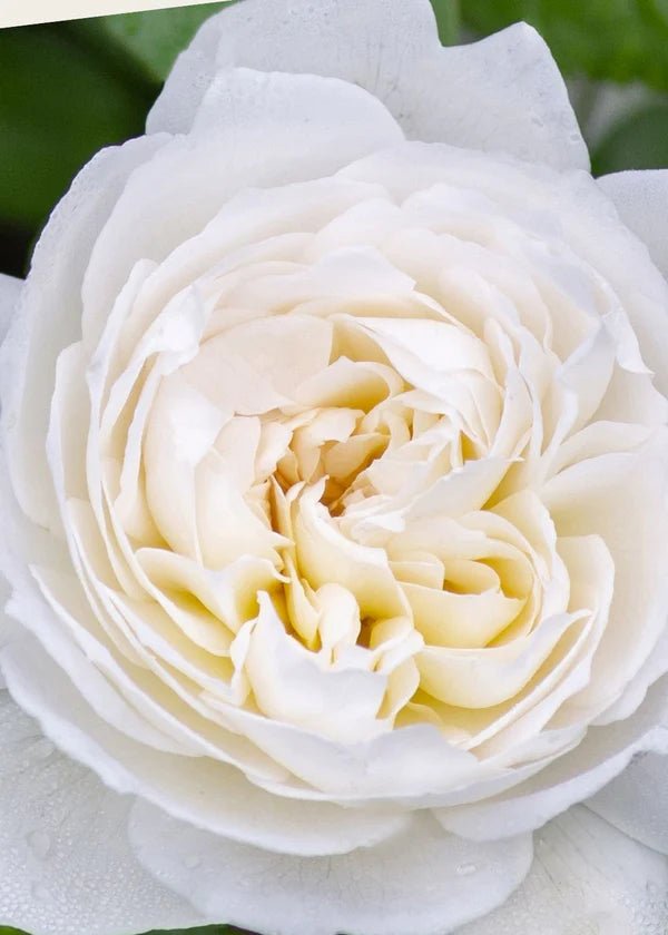 Bolero™ Rose Potted - Menagerie Farm &amp; Flower