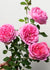 Boscobel Rose Bare Root - Menagerie Farm & Flower