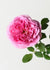 Boscobel Rose Potted (Archived) - Menagerie Farm & Flower