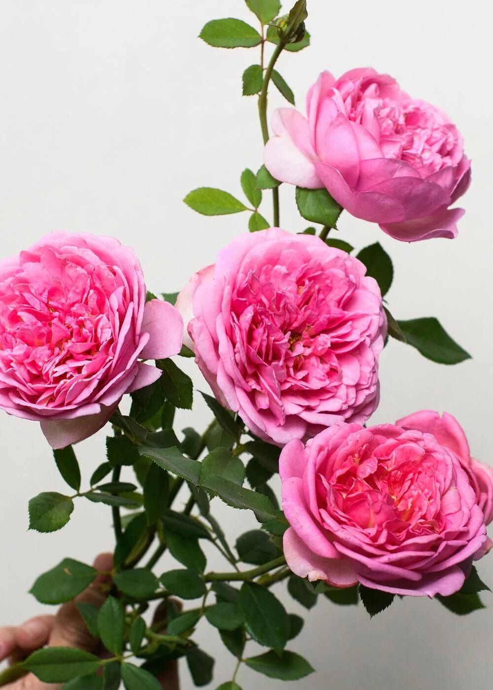 Boscobel Rose Potted (Archived) - Menagerie Farm &amp; Flower