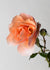 Brandy™ Rose Bare Root (Archived) - Menagerie Farm & Flower