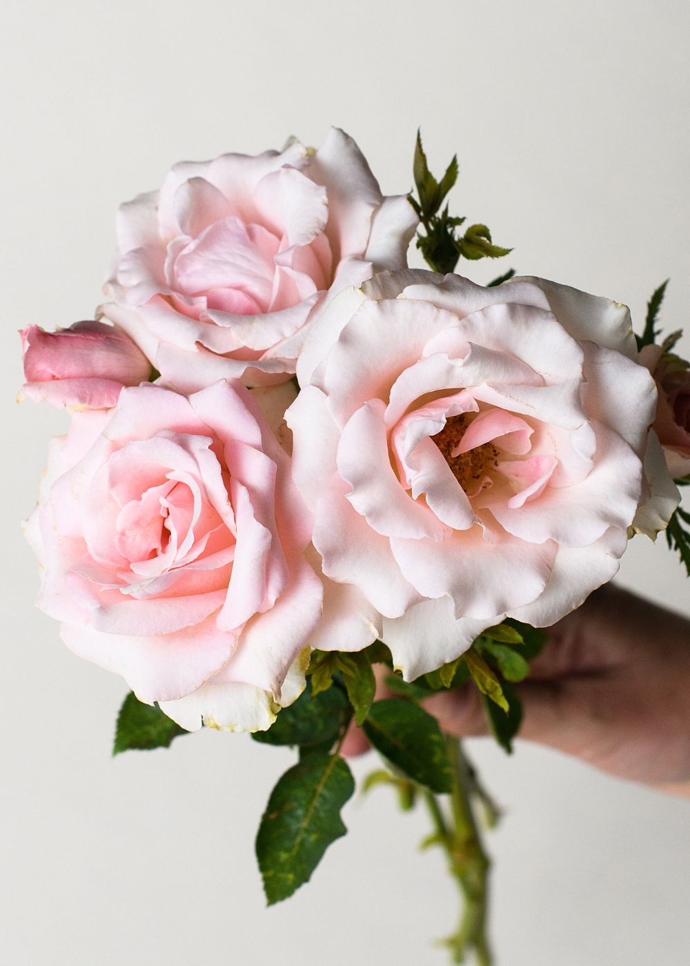 Bride&#39;s Dream Rose Bare Root (Archived) - Menagerie Farm &amp; Flower
