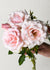 Bride's Dream Rose Bare Root (Archived) - Menagerie Farm & Flower