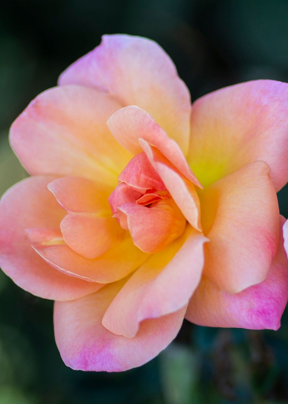 Bright And Shiny™ Rose Bare Root (Archived) - Menagerie Farm &amp; Flower