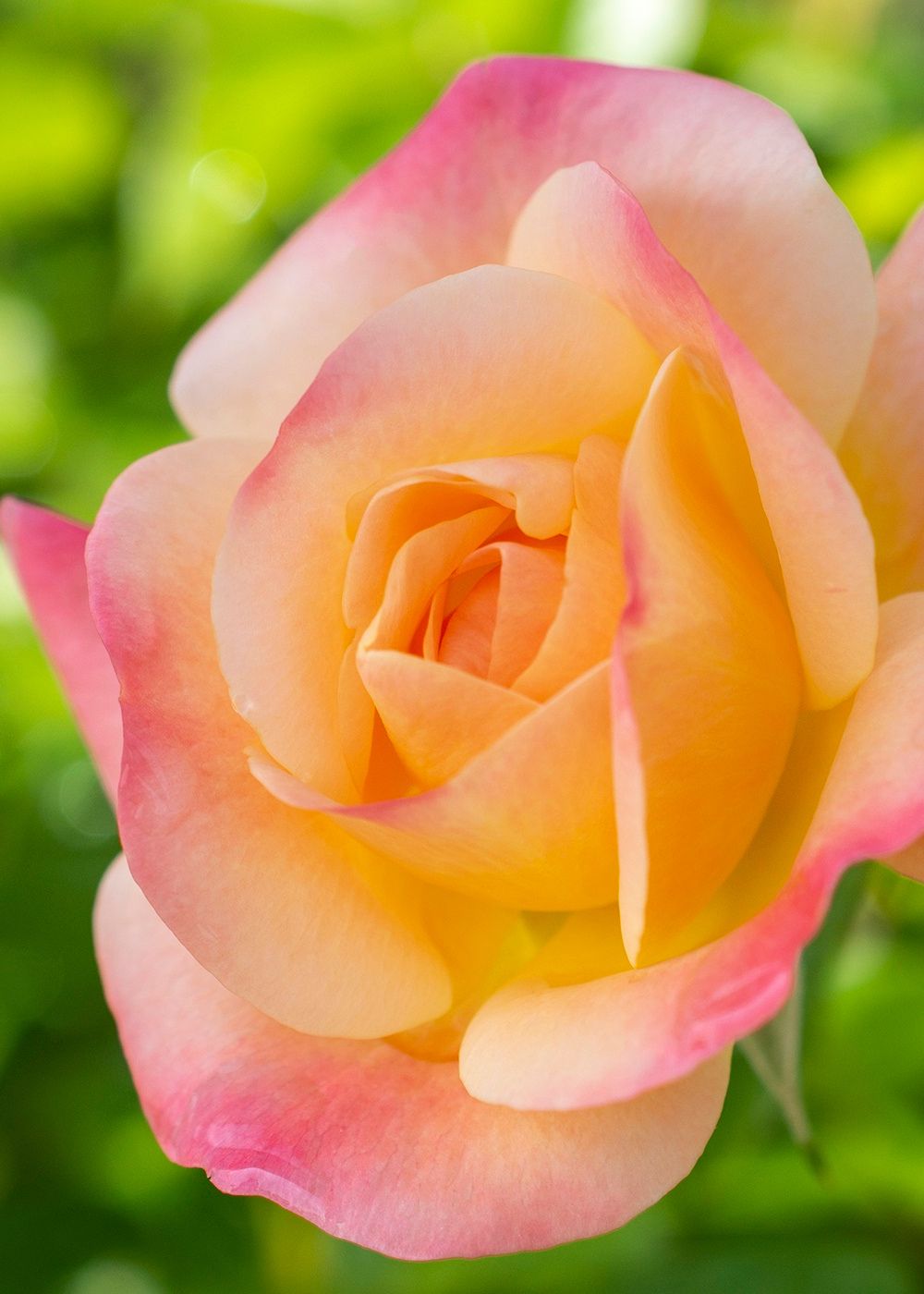 Bright And Shiny™ Rose Bare Root (Archived) - Menagerie Farm & Flower