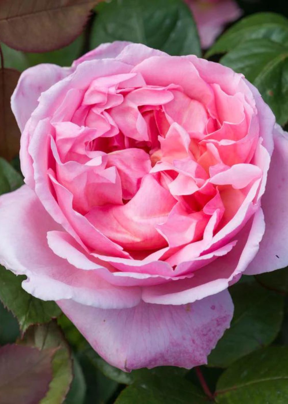 Brother Cadfael® Bare Root Rose (Archived) - Menagerie Farm &amp; Flower