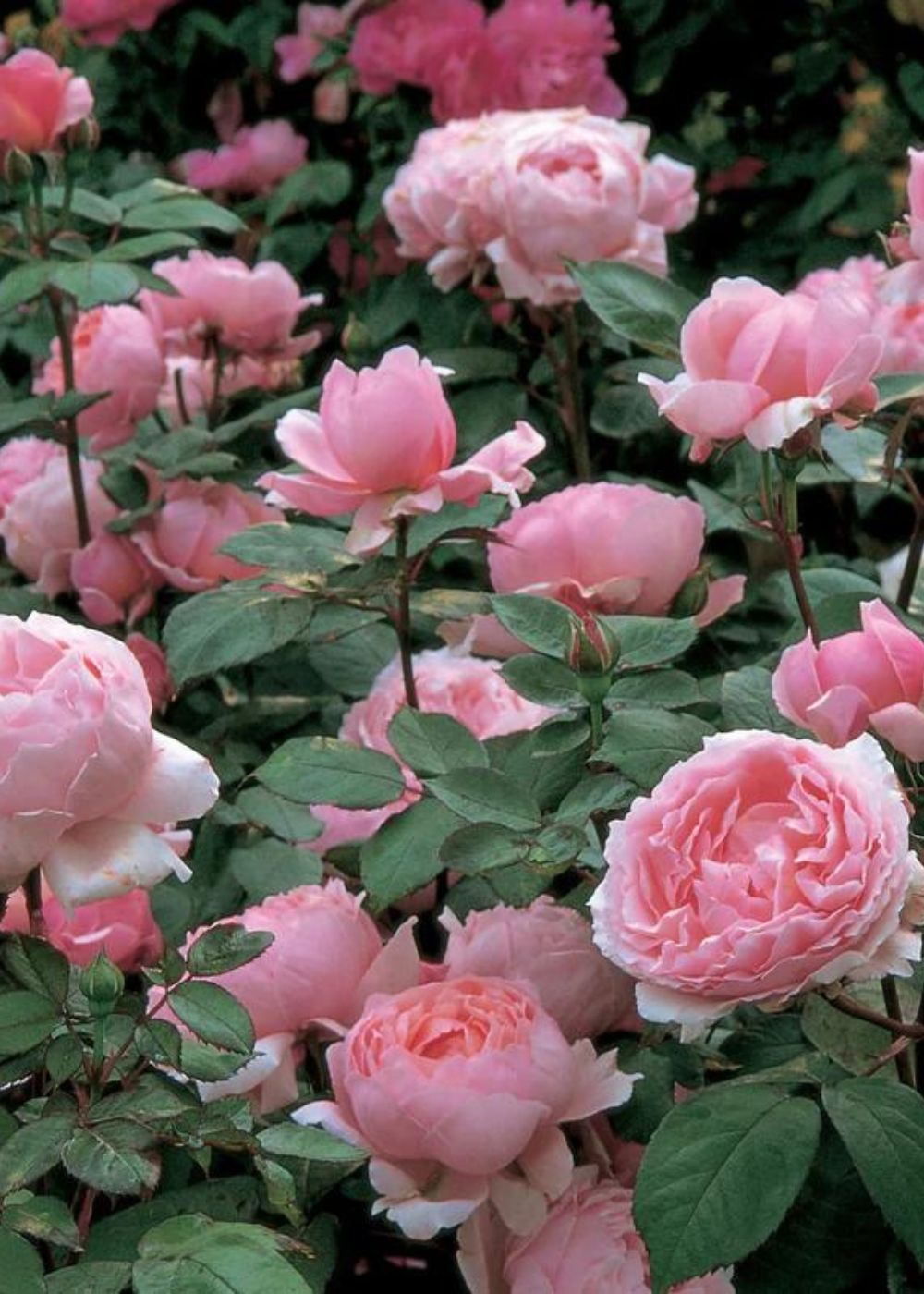 Brother Cadfael® Bare Root Rose (Archived) - Menagerie Farm &amp; Flower