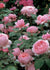Brother Cadfael® Bare Root Rose (Archived) - Menagerie Farm & Flower