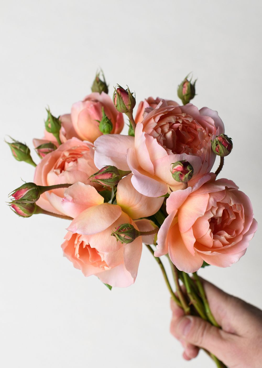 Carding Mill® Rose Bare Root (Archived) - Menagerie Farm &amp; Flower