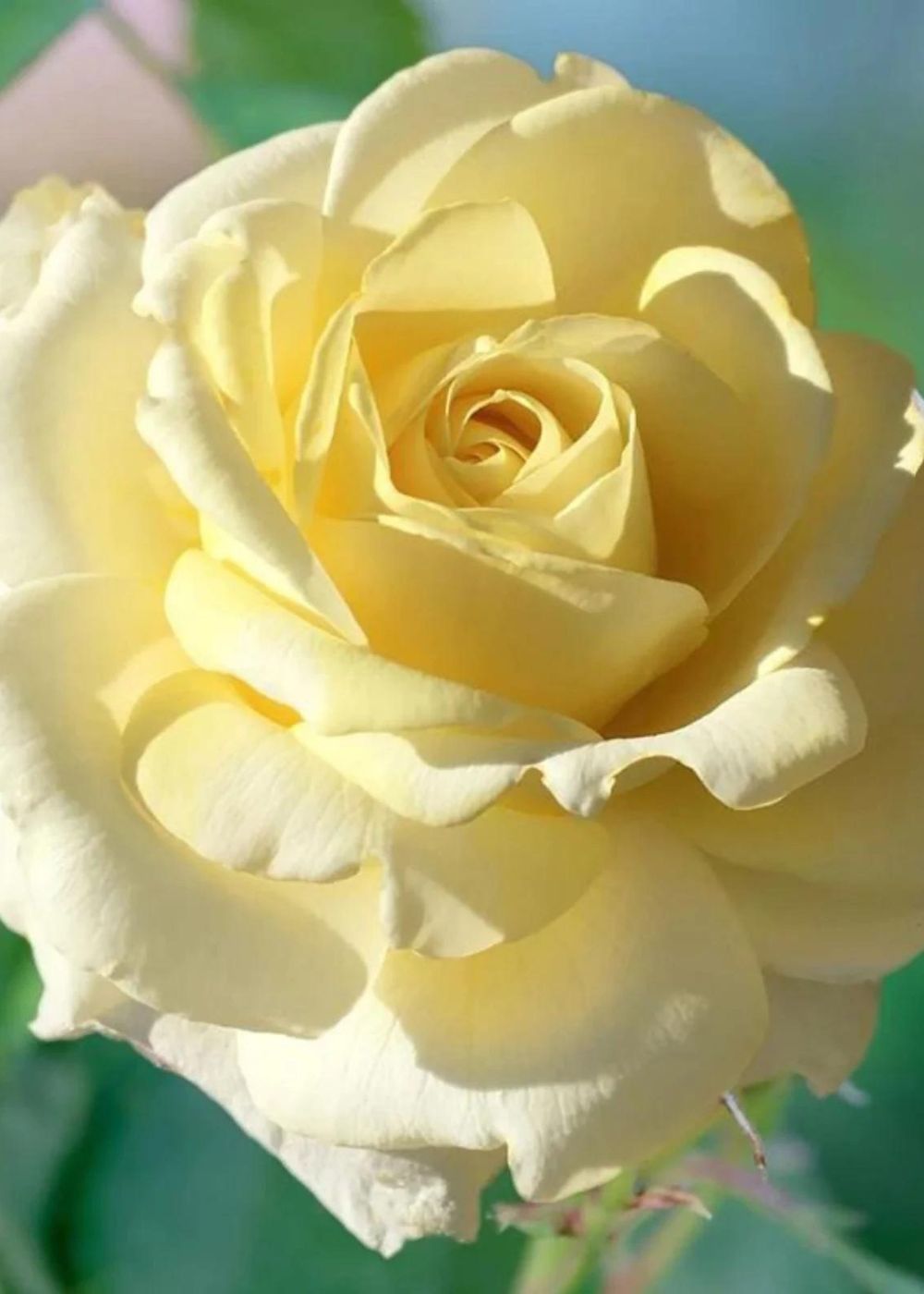 Chantilly Cream™ Rose Bare Root (Archived) - Menagerie Farm &amp; Flower