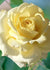 Chantilly Cream™ Rose Potted - Menagerie Farm & Flower