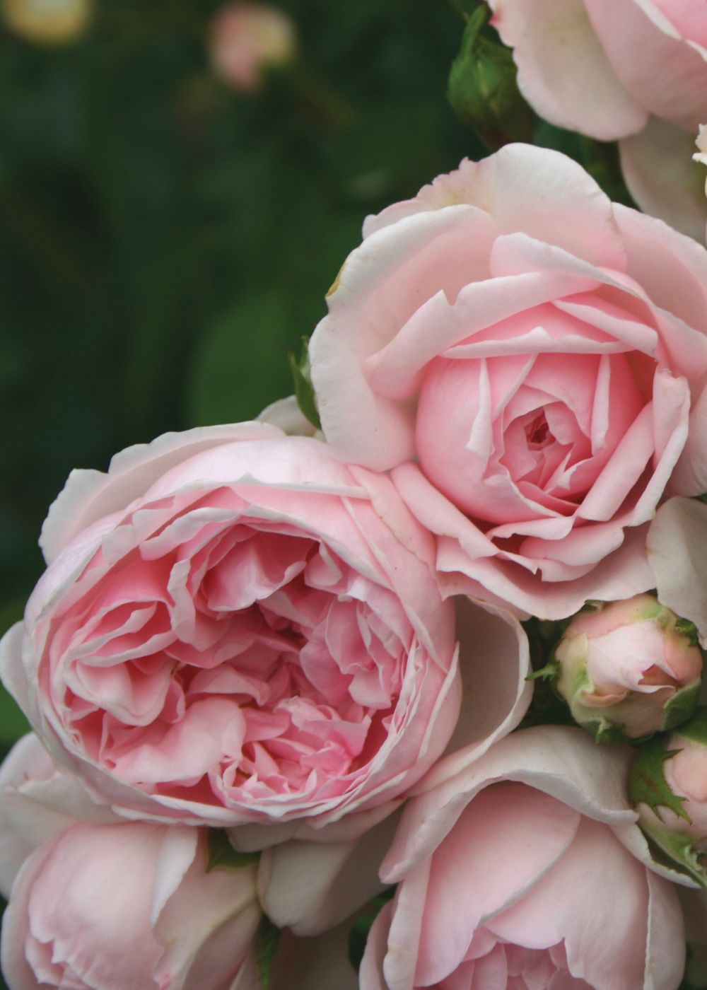 Cinderella® Fairytale® Rose Bare Root - Menagerie Farm &amp; Flower