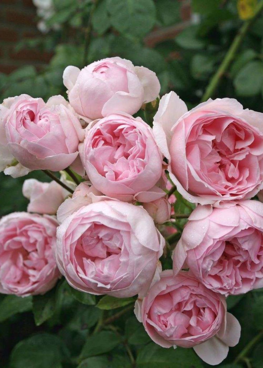 Cinderella® Fairytale® Rose Bare Root - Menagerie Farm &amp; Flower
