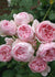 Cinderella® Fairytale® Rose Bare Root - Menagerie Farm & Flower