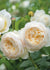 Claire Austin Rose Bare Root (Archived) - Menagerie Farm & Flower