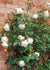 Claire Austin Rose Bare Root (Archived) - Menagerie Farm & Flower