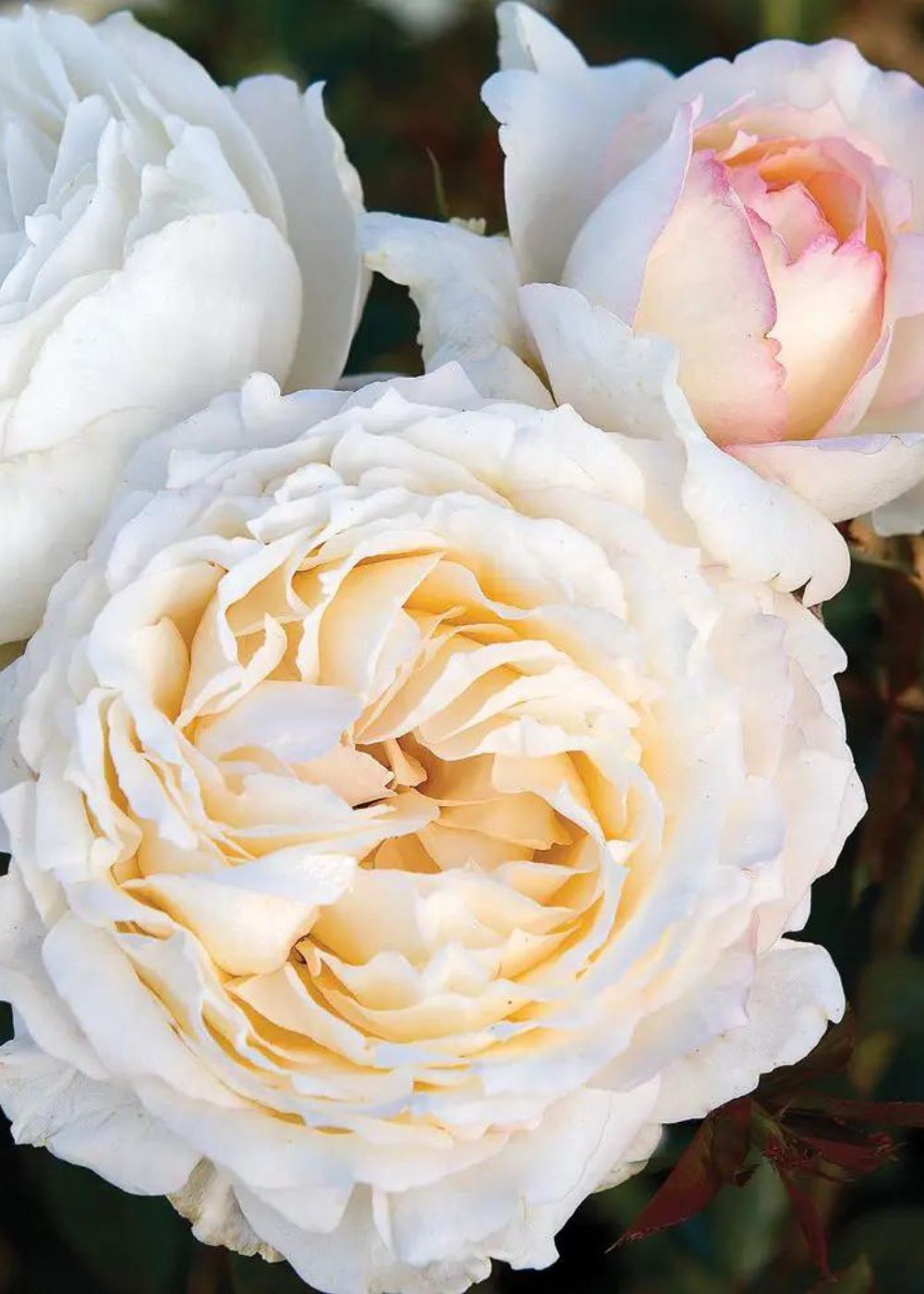 Classic Woman Rose Bare Root - Menagerie Farm &amp; Flower