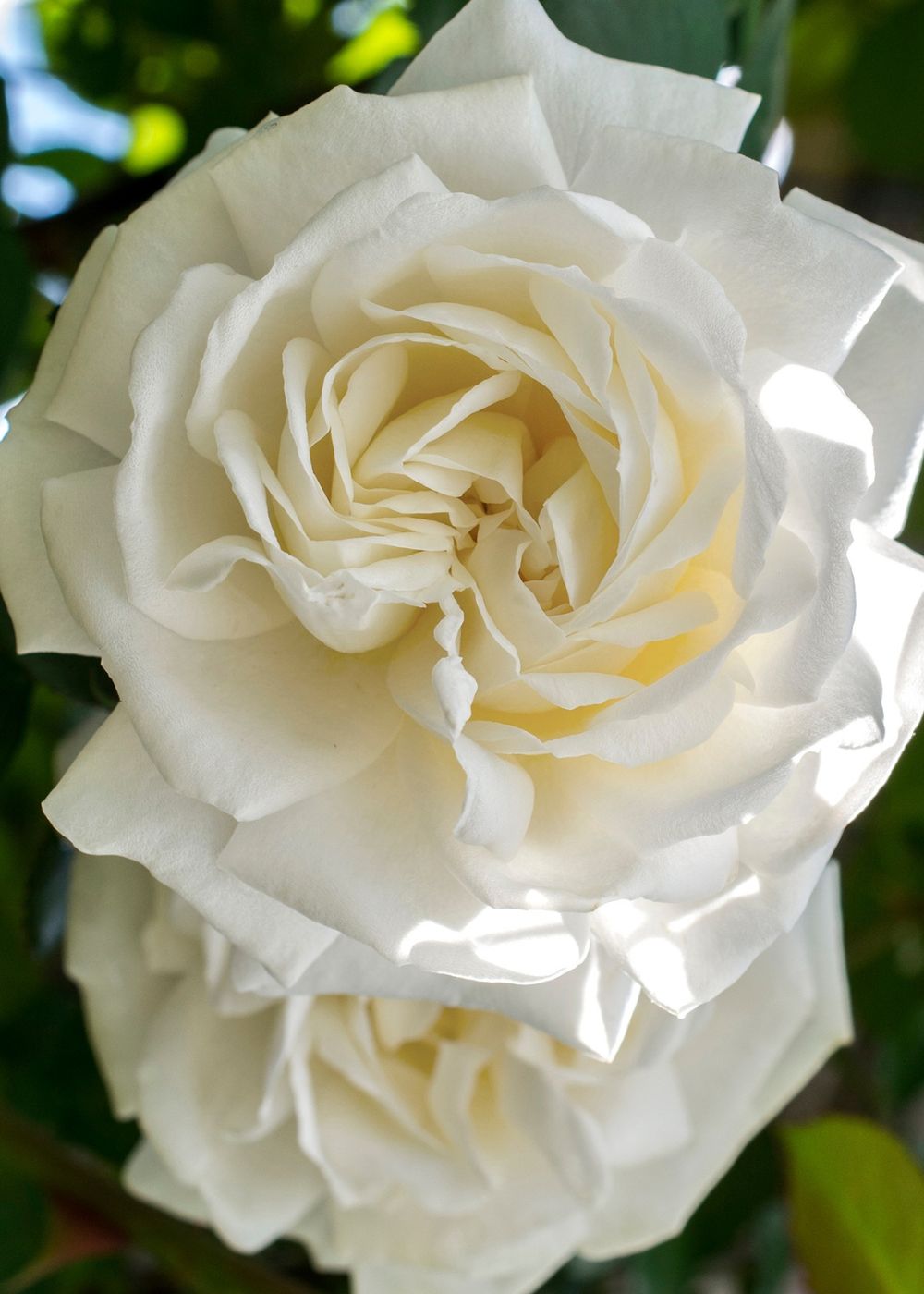 Cloud 10™ Rose Bare Root - Menagerie Farm &amp; Flower
