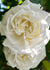 Cloud 10™ Rose Bare Root - Menagerie Farm & Flower