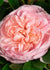 Colette™ Rose Bare Root - Menagerie Farm & Flower