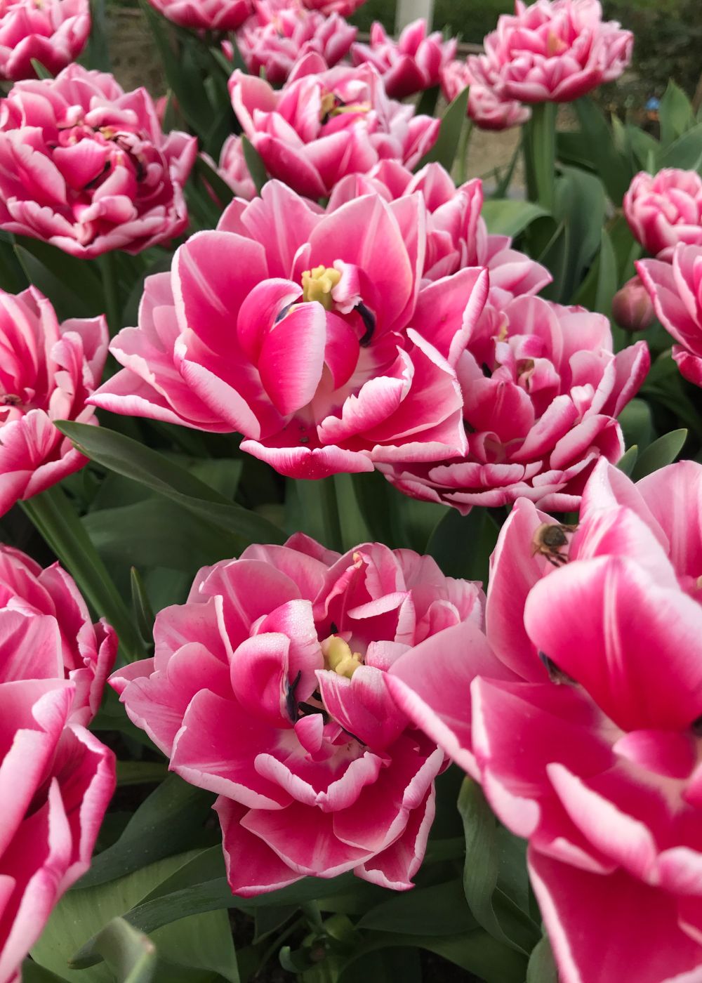 Columbus Tulip Bulbs - Menagerie Farm &amp; Flower