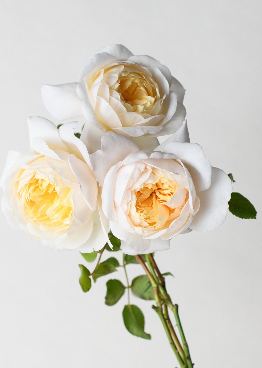 Crocus Rose Potted - Menagerie Farm & Flower