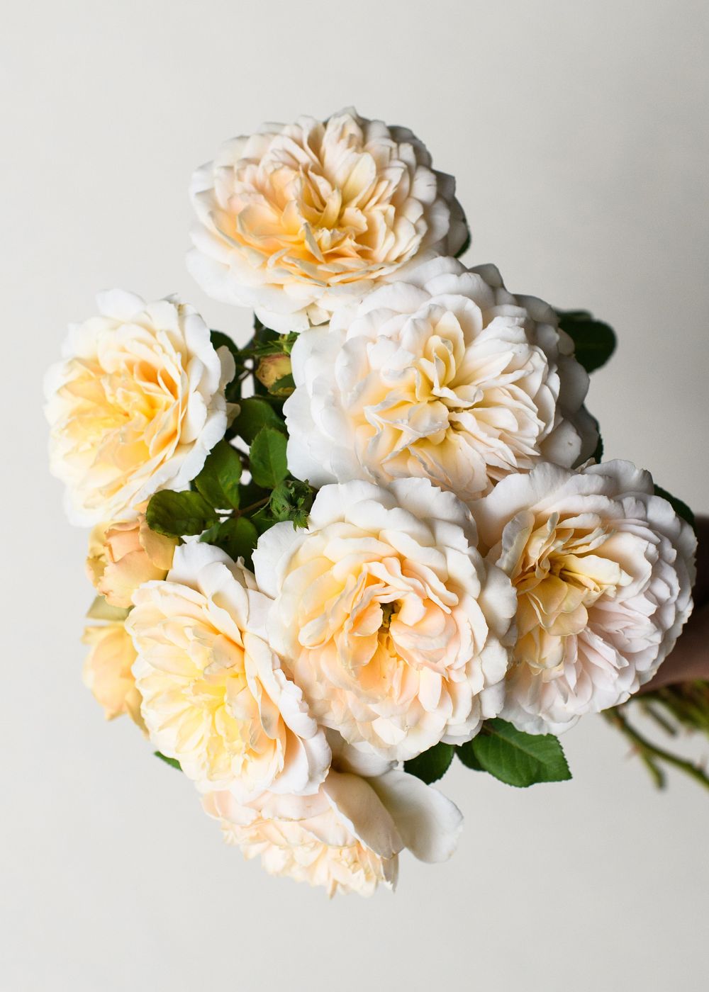 Crocus Rose Potted - Menagerie Farm & Flower