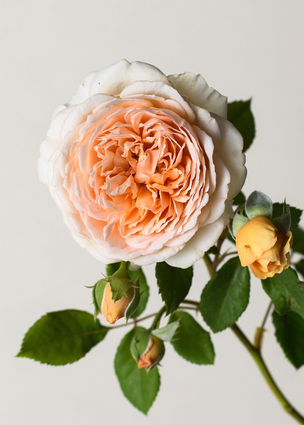 Crown Princess Margareta® Rose Bare Root - Menagerie Farm &amp; Flower