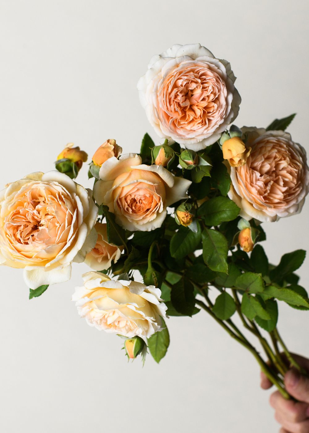 Crown Princess Margareta® Rose Bare Root - Menagerie Farm & Flower