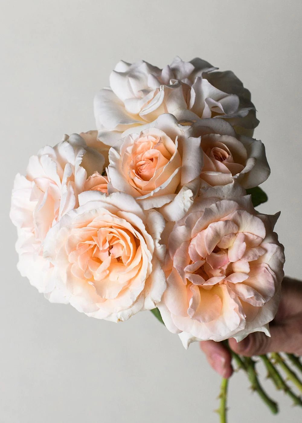 Cut Flower Bare Root Rose Collection - Stunning Cut Flower Arrangements -  Menagerie Farm & Flower