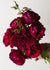 Darcey Bussell Rose Bare Root - Menagerie Farm & Flower