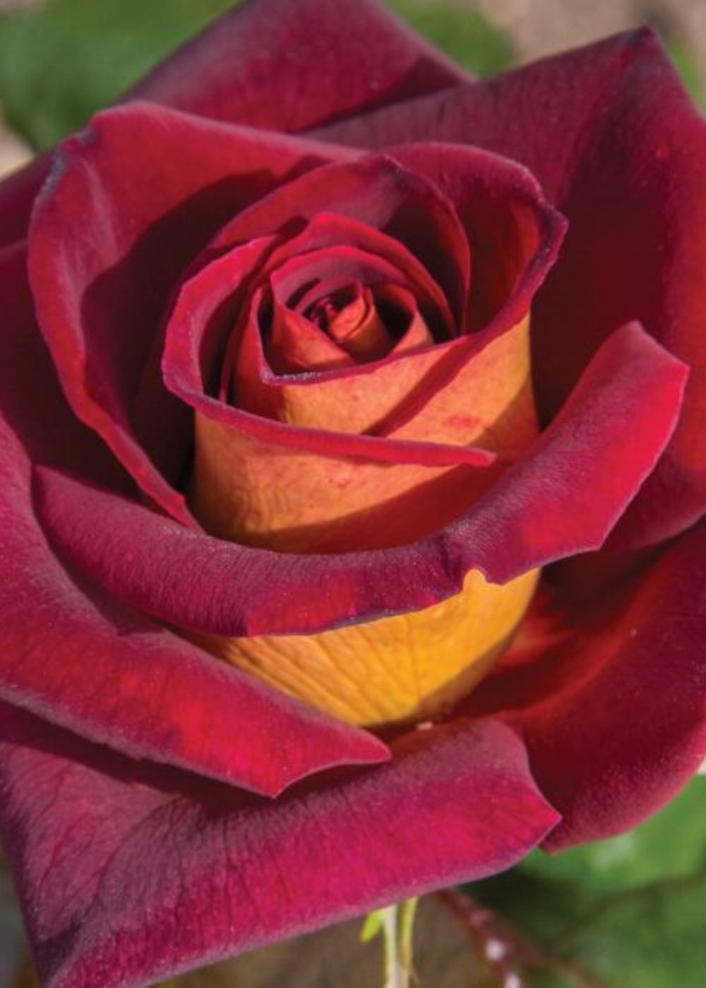 Dark Night™ Rose Bare Root - Menagerie Farm &amp; Flower