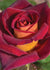 Dark Night™ Rose Potted - Menagerie Farm & Flower