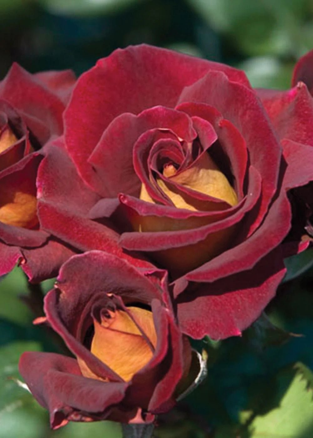 Dark Night™ Rose Potted - Menagerie Farm & Flower