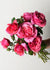 Dee-Lish® Rose Bare Root - Menagerie Farm & Flower