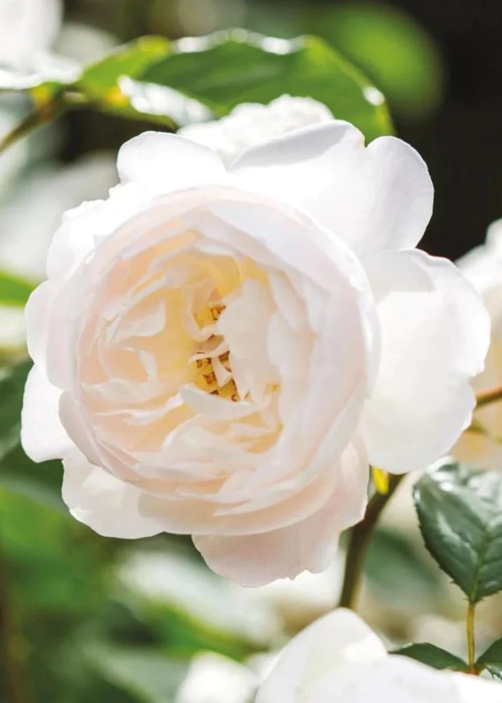Desdemona Rose Bare Root (Archived) - Menagerie Farm &amp; Flower