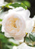 Desdemona Rose Bare Root (Archived) - Menagerie Farm & Flower