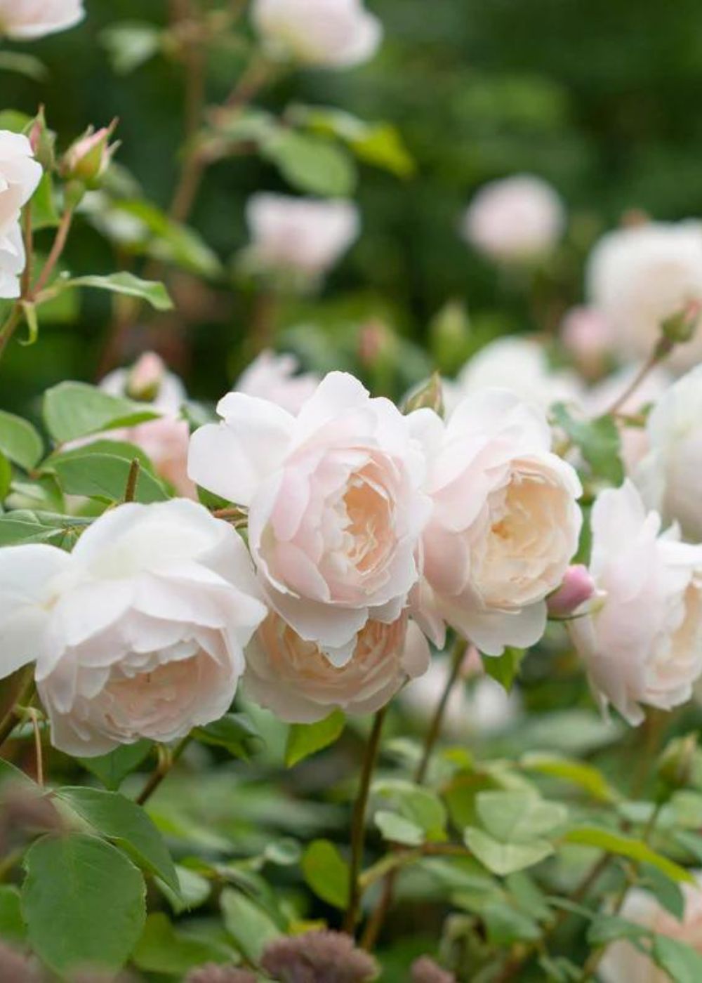 Desdemona Rose Potted - Menagerie Farm &amp; Flower