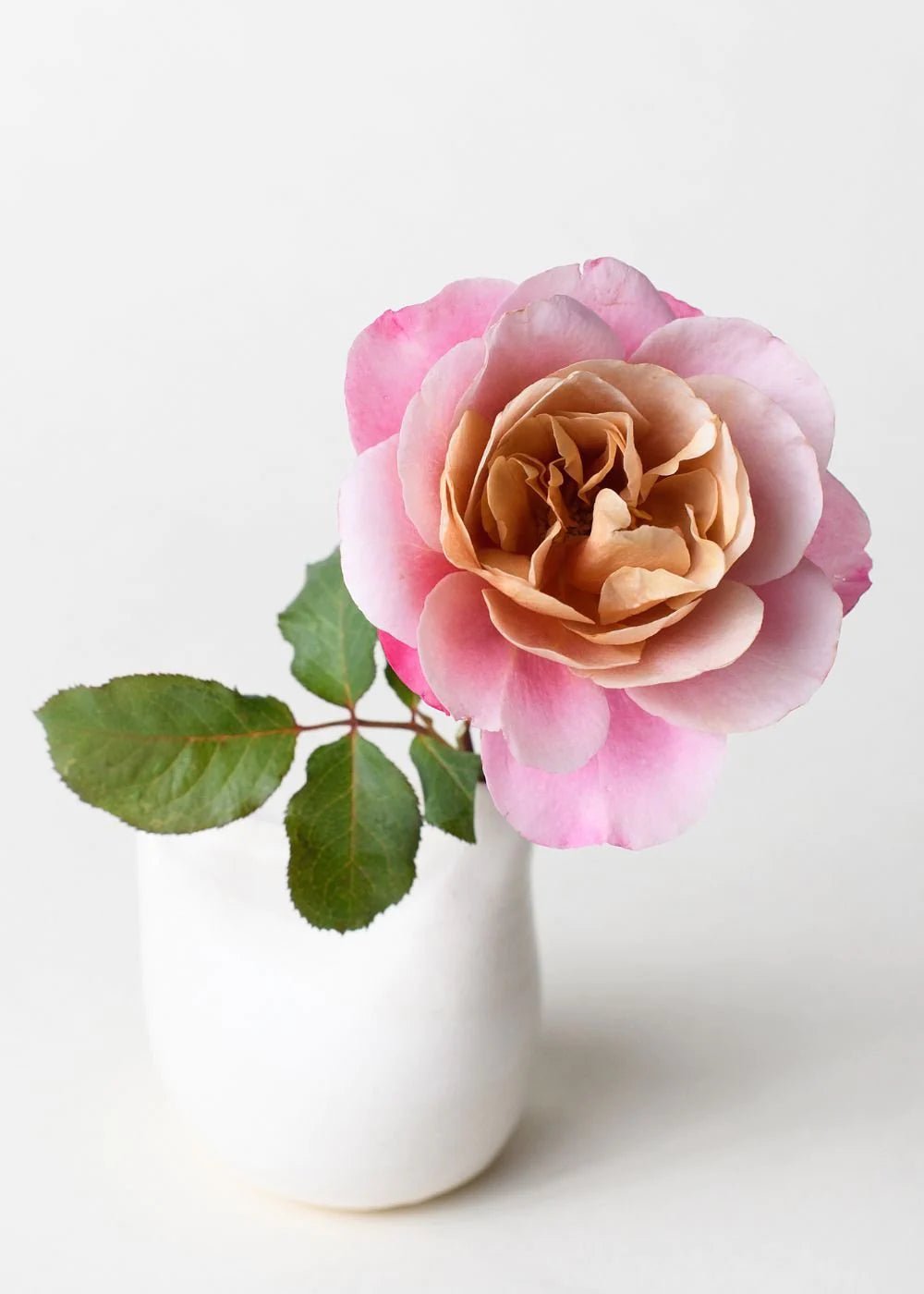 Distant Drums Bare Root Rose Cooler Cleanout Bundle of 5 Roses - Menagerie Farm & Flower