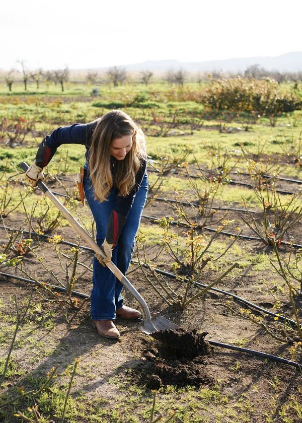 Distant Drums Bare Root Rose Cooler Cleanout Bundle of 5 Roses - Menagerie Farm & Flower
