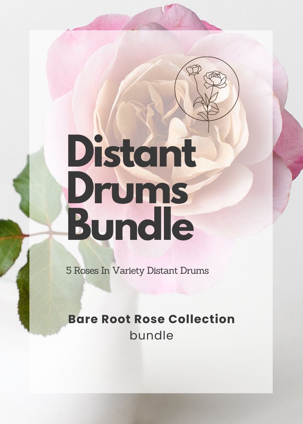 Distant Drums Bare Root Rose Cooler Cleanout Bundle of 5 Roses - Menagerie Farm & Flower