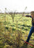 Dormant Rose Pruning Workshop | February 3, 2024 - Menagerie Farm & Flower