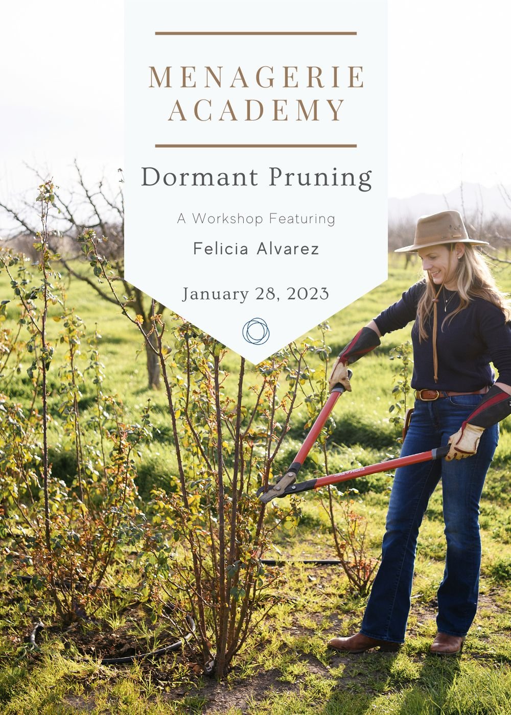 Dormant Rose Pruning Workshop | January 28, 2023 - Menagerie Farm & Flower