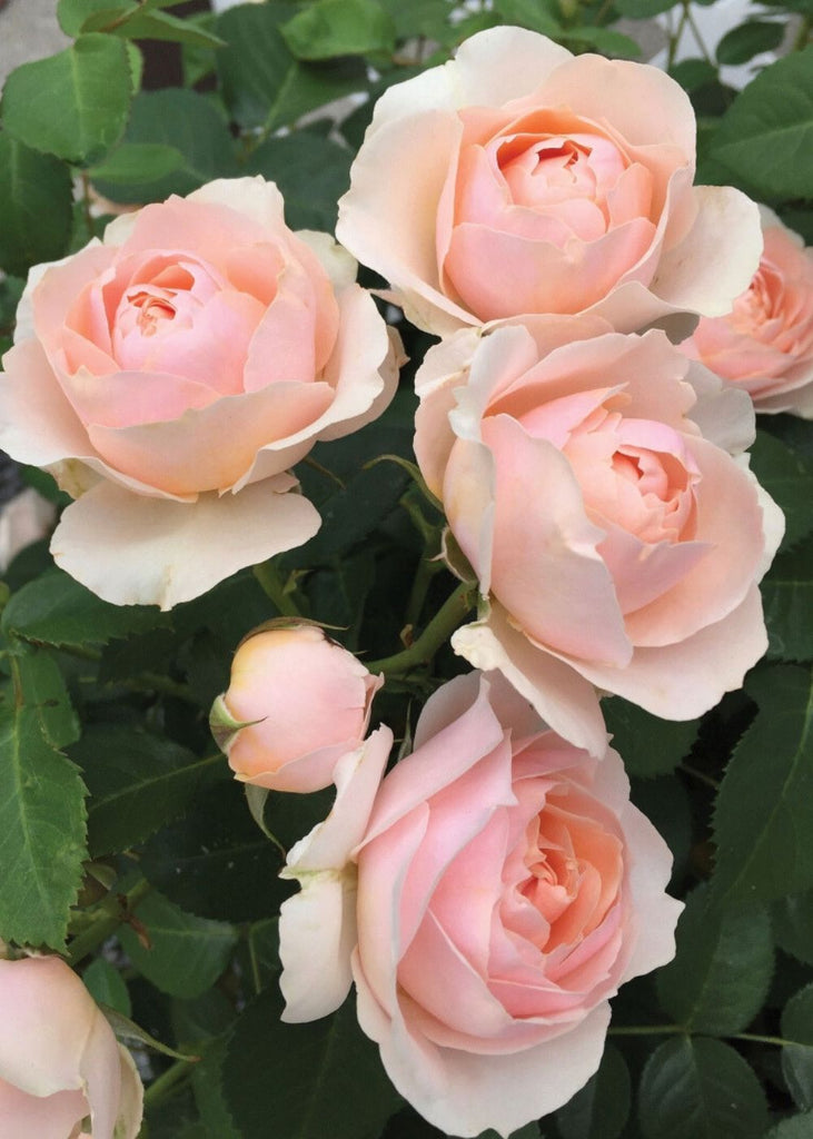 Rose Rose PROVEN WINNERS 4.5 in. Qt. Reminiscent Pink Rose (Rosa x) with
