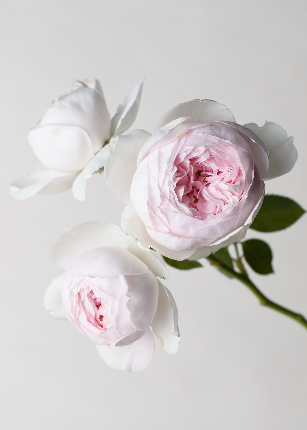 Earth Angel™ Parfuma® Rose Bare Root - Menagerie Farm & Flower