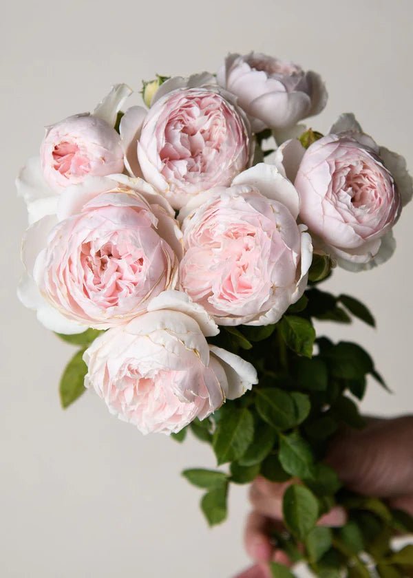 Earth Angel™ Parfuma® Rose Potted - Menagerie Farm &amp; Flower