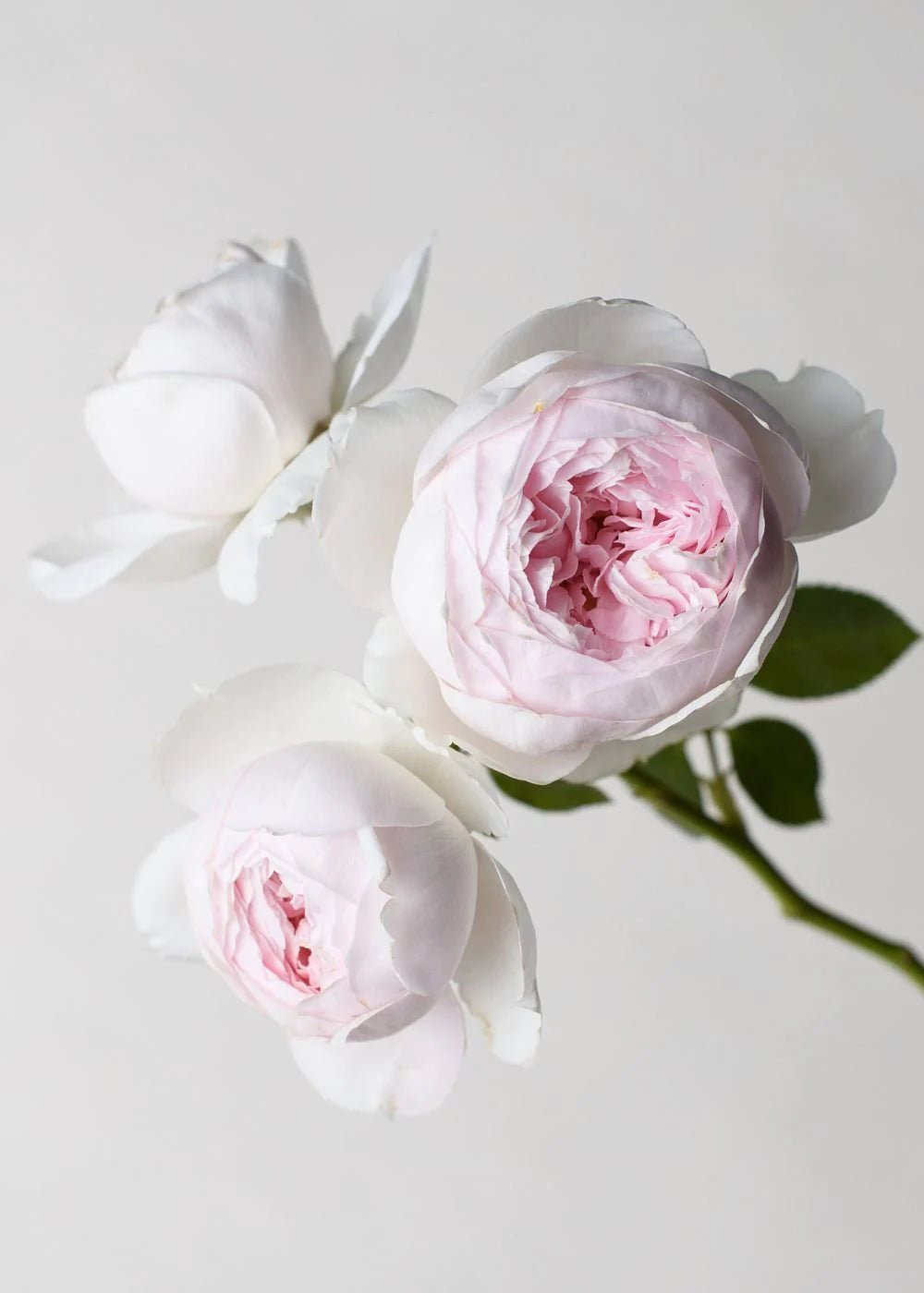 Earth Angel™ Parfuma® Rose Potted - Menagerie Farm &amp; Flower