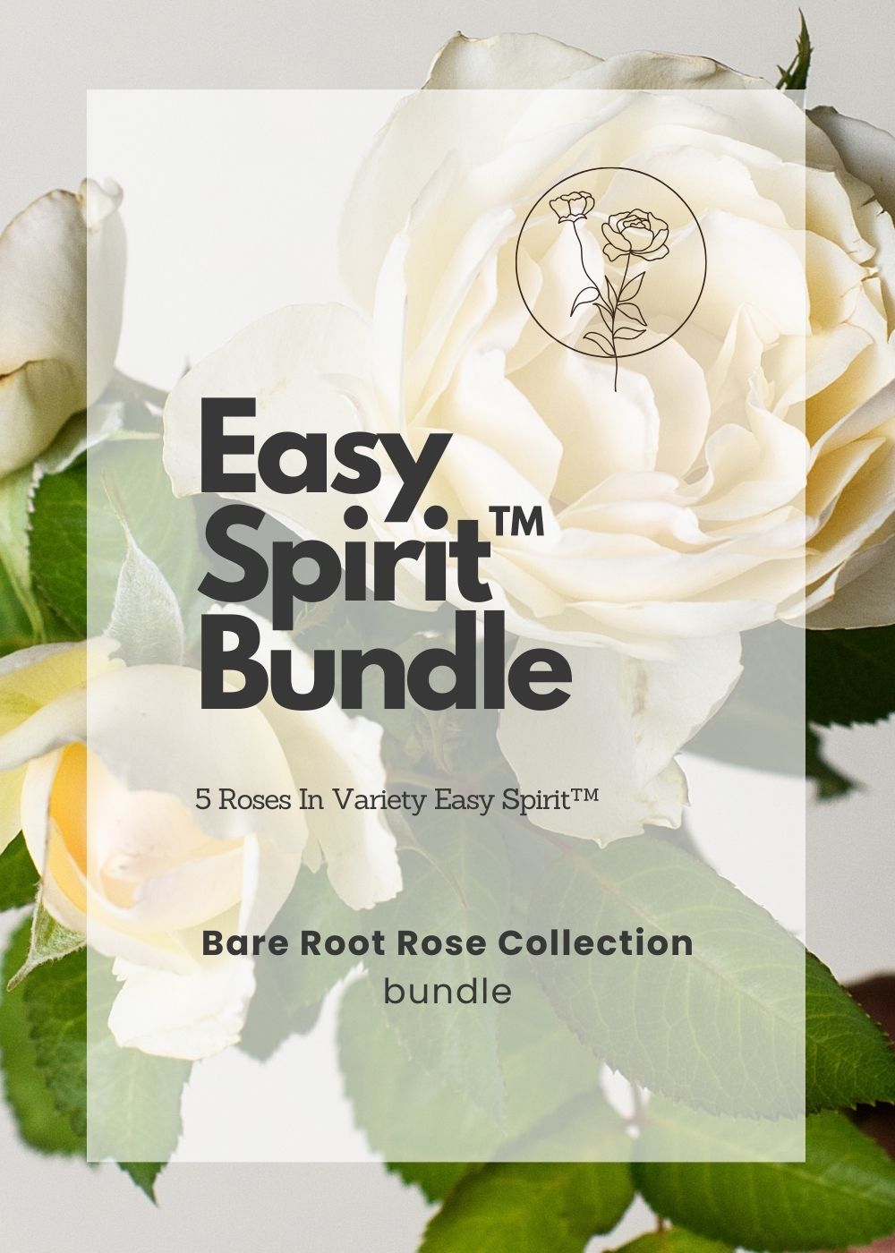 Easy Spirit™ Bare Root Rose Cooler Cleanout Bundle of 5 Roses - Menagerie Farm & Flower